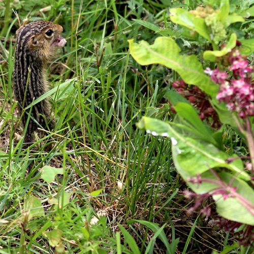 13 Line Ground Squirrel
Eating Milkweed Flower